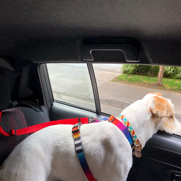 Two-in-one Pet Car Seatbelt and Leash